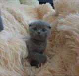 Британські кошенята голубого окрасу... Оголошення Bazarok.ua