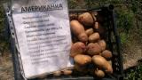 Продаю посадочную элитную сортововую картошку 1-ая репродукция... Оголошення Bazarok.ua
