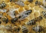 Продам пчелиных маток и пчелопакеты... оголошення Bazarok.ua