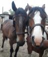 Продам двох коней ( хлоп. та дів.)... оголошення Bazarok.ua