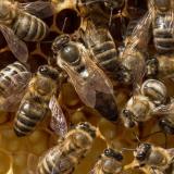 Продам бджоломатки карніка 2020 року... Оголошення Bazarok.ua