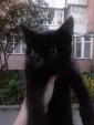 Отдам котенка( подкидыш) девочка, черного цвета... Объявления Bazarok.ua