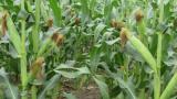 Продам початки кукурузы... Оголошення Bazarok.ua
