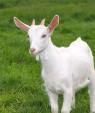 Продам молодую козу... Оголошення Bazarok.ua