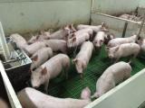 П.П. УКРАГРОМІТ на постійній основі закуповує свиней (свиноматки, корови,... Оголошення Bazarok.ua