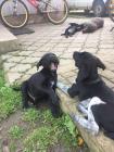 Мисливські собаки породи курцхаар... Объявления Bazarok.ua
