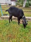 Продам молоду козу.... Оголошення Bazarok.ua