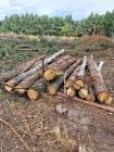 Продаємо технологічну та дров’яну сировину... Оголошення Bazarok.ua