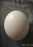 Страстные яйца... Оголошення Bazarok.ua
