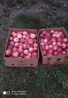 Продам смачні зимові яблука... оголошення Bazarok.ua