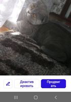 Котик... Оголошення Bazarok.ua