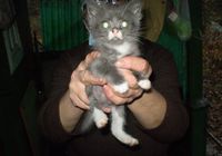Продам котят в добрые руки... Объявления Bazarok.ua