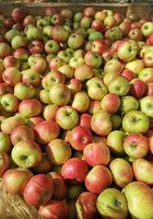 Продам яблоки оптом от производителя... Оголошення Bazarok.ua