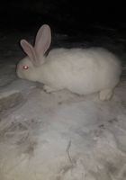 Кролики... оголошення Bazarok.ua