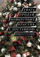 Продам новорічні красуні, доставка по місту безкоштовна, Рівне... Объявления Bazarok.ua