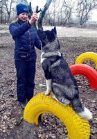 дрессировка собак всех пород... Объявления Bazarok.ua