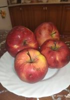 Продам домашні яблука... Оголошення Bazarok.ua