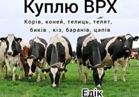 КУПЛЮ ВРХ... Оголошення Bazarok.ua