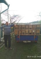 Продам пакети бджіл , за дет. інформацією за тел.... Оголошення Bazarok.ua