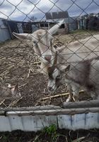Продам козу с козлятами... оголошення Bazarok.ua