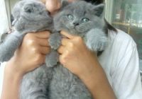 Британские голубые котята... Объявления Bazarok.ua