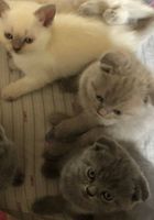 Шотландські котенята... Объявления Bazarok.ua