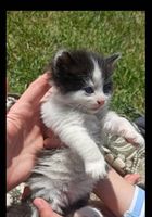 Котята сибирской кошки бесплатно... Объявления Bazarok.ua