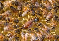 Бакфаст, Карника, Карпатка отводки пчел, пчелопакеты, мед...... оголошення Bazarok.ua