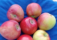 Продам яблука ранній сорт Колі Женева... Оголошення Bazarok.ua