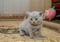 Продам кошеня... Оголошення Bazarok.ua