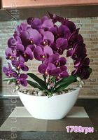 Домашній декор латексних орхідей... оголошення Bazarok.ua