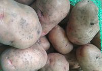Продам картоплю... оголошення Bazarok.ua
