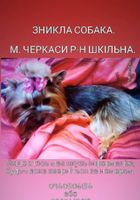 Пропала собака... Объявления Bazarok.ua
