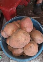 Продам картоплю... Оголошення Bazarok.ua