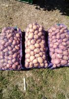 Продам картоплю (домашню, смачну)... оголошення Bazarok.ua