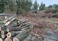 Продам дрова... Оголошення Bazarok.ua