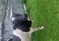 Продам корову... оголошення Bazarok.ua