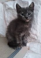 Віддам у добрі руки кошенят (кицьки) 2-3 місяців... Оголошення Bazarok.ua