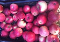 Продам яблука оптом або дрібним оптом... Оголошення Bazarok.ua