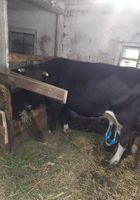 Продам корову з 6 телям... Оголошення Bazarok.ua