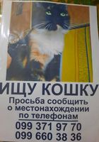 Ищу кошку... Оголошення Bazarok.ua