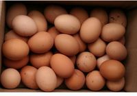 Продам яйця курячі 40 грн за 10 ток... Объявления Bazarok.ua