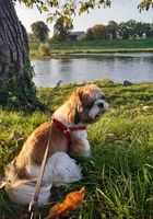 Пропала собака... Оголошення Bazarok.ua