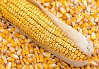 Зерно кукурудзи... оголошення Bazarok.ua