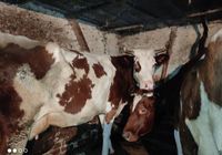 Продаю корови молочні... Оголошення Bazarok.ua