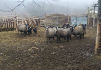 Продаємо Вівці Романівської породи... Оголошення Bazarok.ua