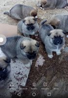Продаются шикарные щенки Акита -ину... Оголошення Bazarok.ua