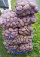 Продам велику і насіньову картоплі... оголошення Bazarok.ua