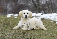 Продается щенок золотистого ретривера... Объявления Bazarok.ua