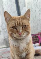Знайшовся рижий котик... Оголошення Bazarok.ua